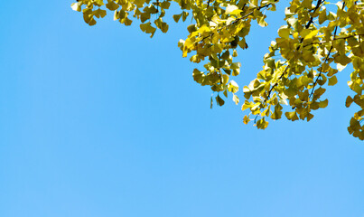 Yellow ginkgo tree under the blue sky