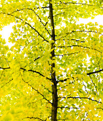 Yellow ginkgo tree in autumn