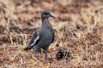 White-winged dove and a pinecone. Looking at the camera. And its blue eyelid.
