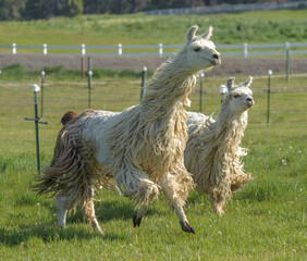 Llamas  running in fenced pasture