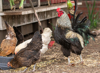 Rooster in barn yard with hens