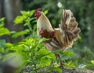 Free range rooster chicken