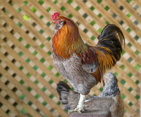 Rhode Island Red rooster