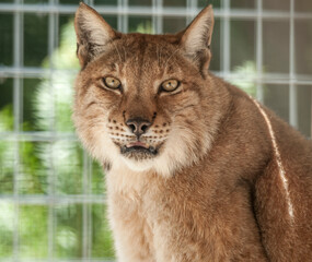 Captive Siberian Lynx
