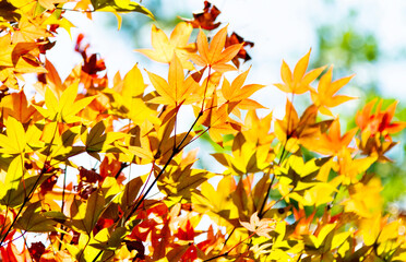 Golden maple leaves in the forest