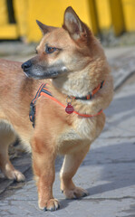 little ginger dog half-breed on a leash