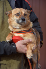 small red-haired mestizo dog in a collar for a walk