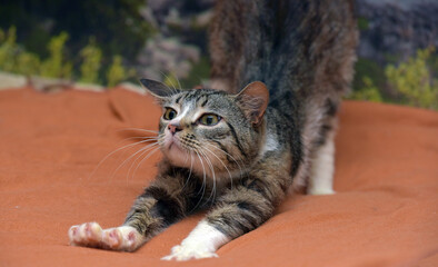 gray and white tabby cat stretching - 495720811