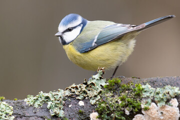 Mésange bleue. Blue Tit.