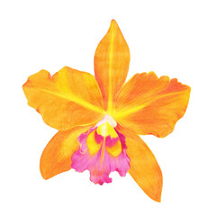 Orchid D