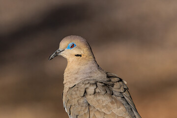 White-winged dove blinking its blue eyelid