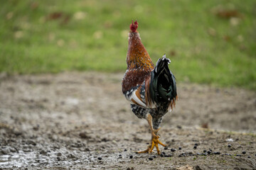 Closeup shot of the beautiful cock walking in land of the farm