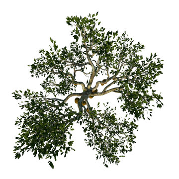 Top view of Tree (Yaca Jackfruit 1) Plant white background 3D Rendering Ilustracion 3D	