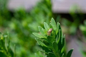 Closeup of a bug on a pla in a garden - obrazy, fototapety, plakaty