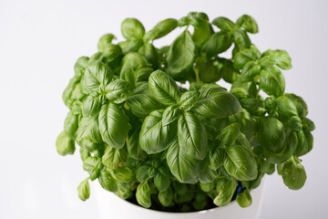 Fresh green abundant Genovese basil herb growing indoors in pot on white background