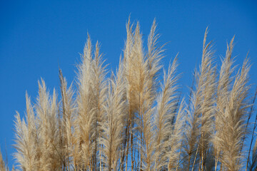 Closeup of pampas grass with a blue background of the clear sky