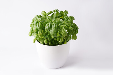 Fresh green abundant Genovese basil herb growing indoors in pot on white background
