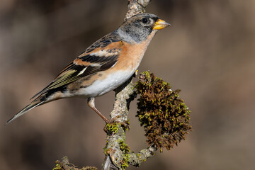 Brambling. Pinson du Nord.