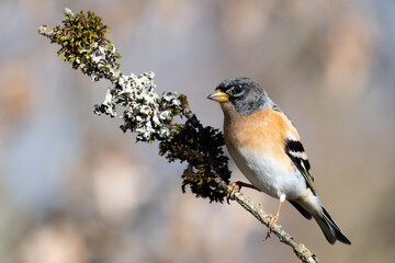 Brambling. Pinson du Nord.