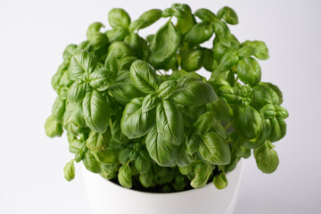 Fresh green abundant Genovese basil herb growing indoors in pot on white background
