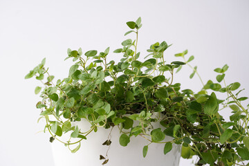 Fresh green abundant italian oregano herb growing indoors in pot on white background