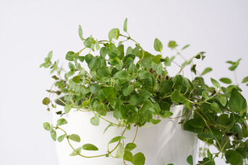 Fresh green abundant italian oregano herb growing indoors in pot on white background