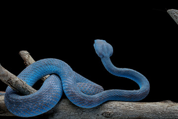 Blue viper snake closeup on branch,blue insularis,Trimeresurus Insularis