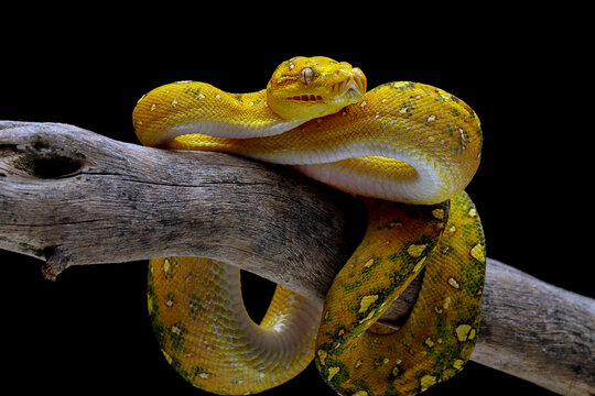 Green tree python on branch with black background, Morelia viridis
