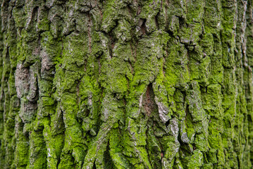 Bark of spring tree texture with free space for text
