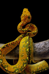 Green tree python on branch with black background, Morelia viridis
