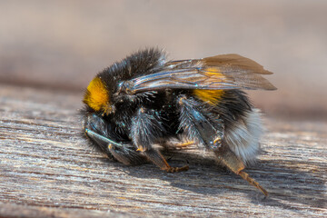 Hummel in der Sonne auf Holzblock