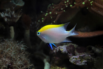 Fototapeta na wymiar Beautiful Indonesia marine fish on the coral reefs