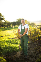 Senior gardener gardening in his permaculture garden - holding a spade