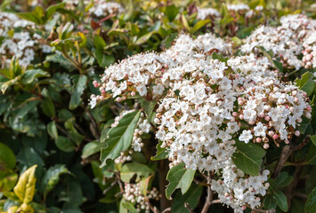 Hermosas peque&ntilde;as flores blancas Durillo, viburnum tinus en un jard&iacute;n bot&aacute;nico de Espa&ntilde;a