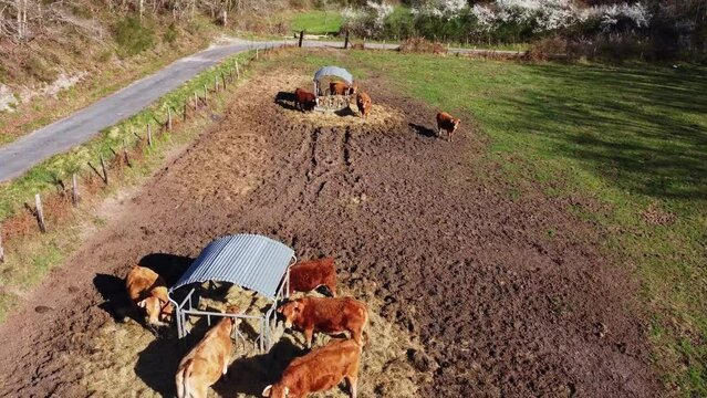 Elevage de vache vu de haut. Nombreuses vaches qui se nourrissent au p&acirc;turage.