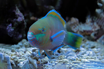 Fototapeta na wymiar Beautiful Indonesia marine fish on the coral reefs