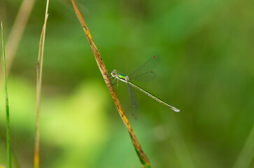 Green dragonfly on the grass