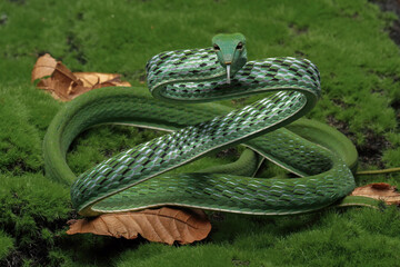 ahaetulla prasina snake ready to attack, animal closeup