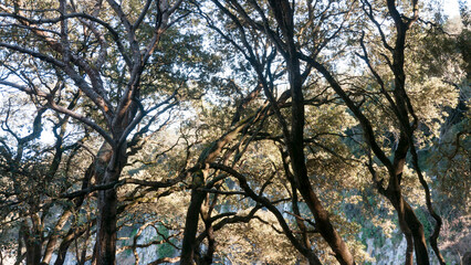 Árboles junto a acantilado marino