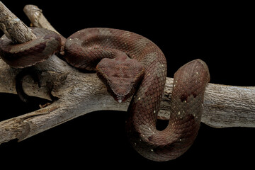 Trimeresurus puniceus snake on a branch