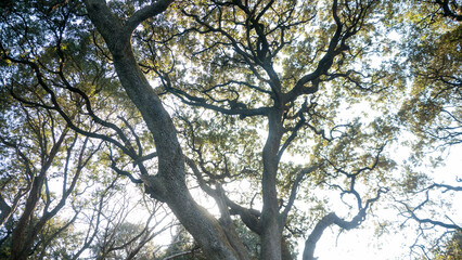Copa de árboles a contraluz