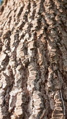 Corteza en tronco de árbol