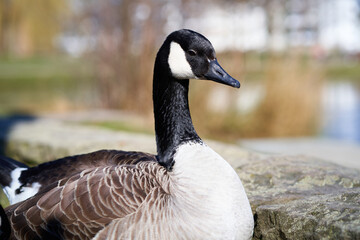 Portrait of a canadian goose outdoors with blurred background. The head is tilted slightly downwards.