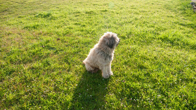 Perro pastór catalán peludo sentado en pradera de hierba verde