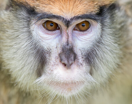 Common Patas Monkey Head Details