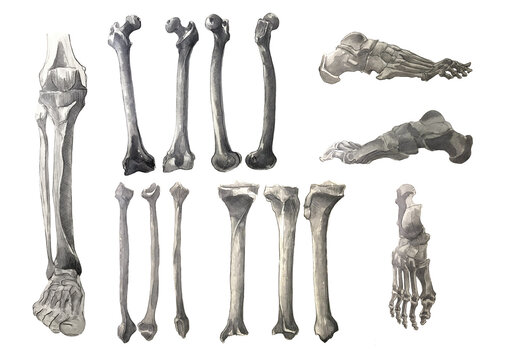 Estudio art&iacute;stico sobre anatom&iacute;a. Ilustraci&oacute;n cient&iacute;fica sobre osteolog&iacute;a: huesos de la pierna y el pie.