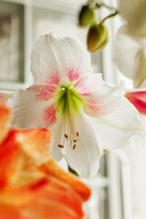 Bright bicolor blooming hippeastrum. Pink-white amaryllis, macro. Home gardening concept, selective focus