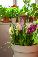 Multi-colored flowering hyacinths in a large pot on the balcony. Group planting of flowers, home garden. Close up view, selective focus