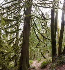Fototapeta premium Moss and other epiphytic growth cover the old-growth rainforest found near Mount Hood, Oregon. These beautiful temperate forests offer myriad habitats for both flora and fauna to thrive.