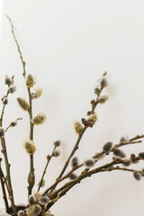 Willow branches close up in sunny light on white wall background. Happy Easter ! Simple stylish easter decor. Space for text. Blooming pussy willow, spring time